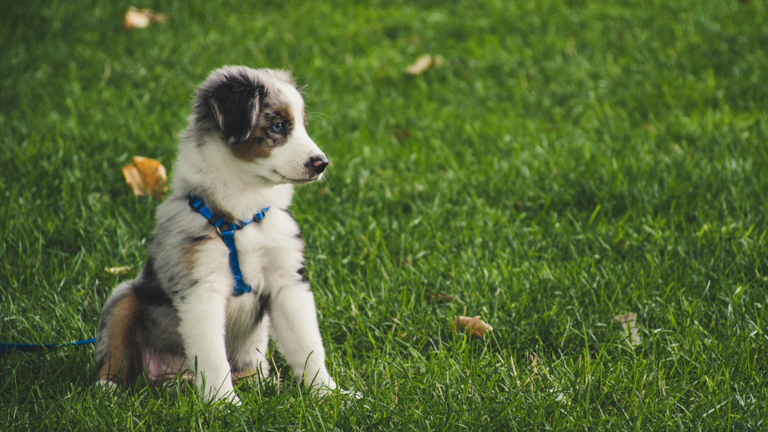 Propreté du chiot : les bons réflexes à adopter