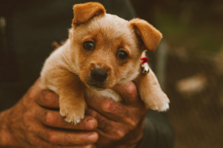 Quel âge idéal pour dresser un chiot ?