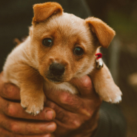 Quel âge idéal pour dresser un chiot ?
