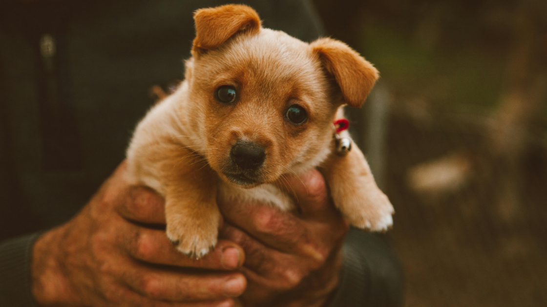 Quel âge idéal pour dresser un chiot ?