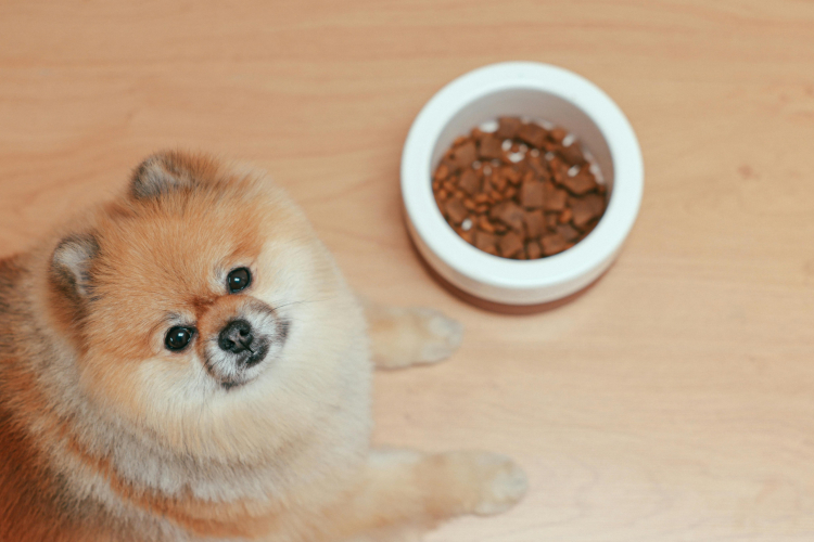 Quelle alimentation choisir pour mon chien