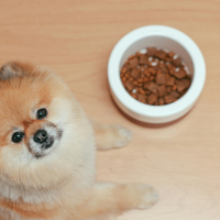 Quelle alimentation choisir pour mon chien