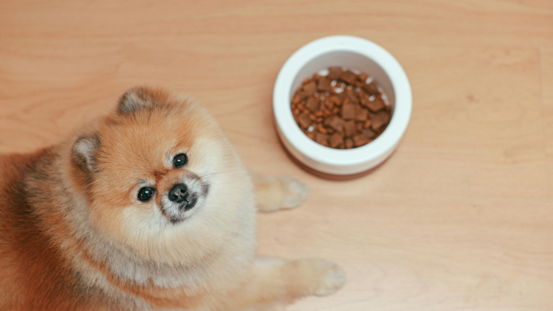 Quelle alimentation choisir pour mon chien