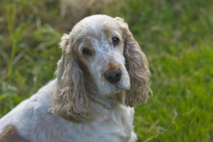 Quelle alimentation pour un chien senior ?