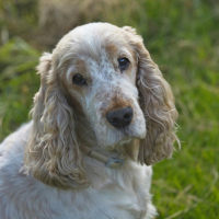 Quelle alimentation pour un chien senior ?