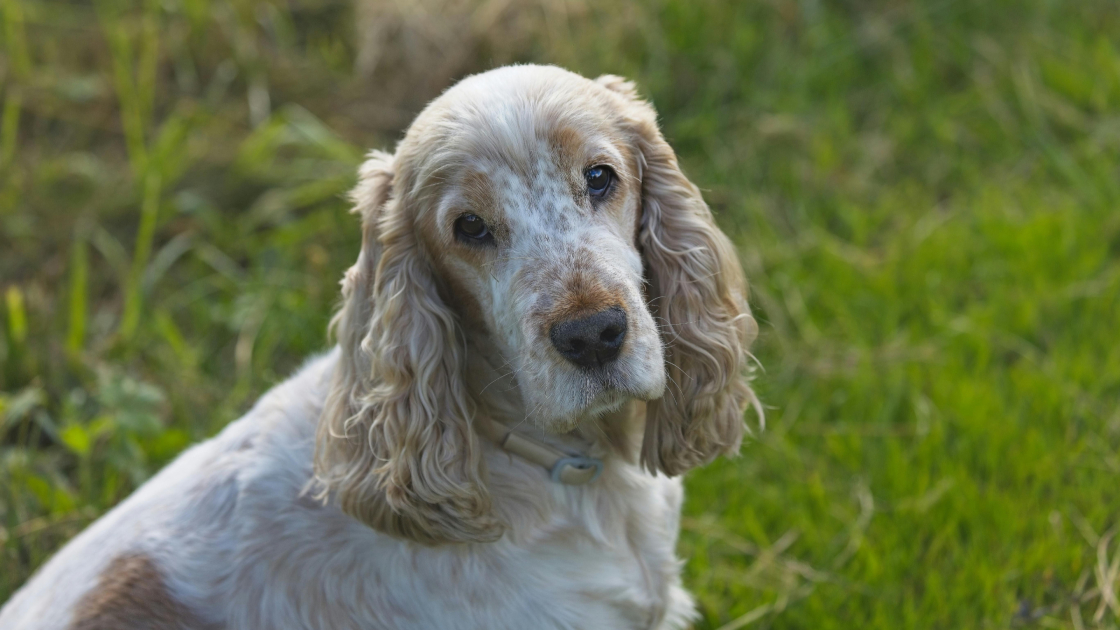 Quelle alimentation pour un chien senior ?