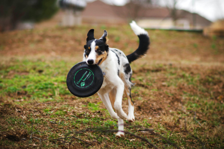 Quels jouets choisir pour stimuler son chien ?
