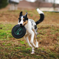 Quels jouets choisir pour stimuler son chien ?