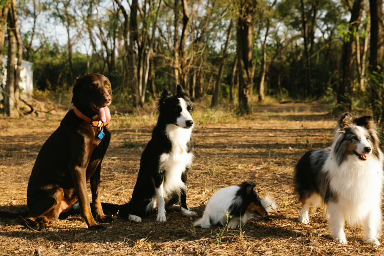 Rééduquer un chien adulte efficacement