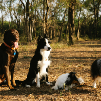Rééduquer un chien adulte efficacement