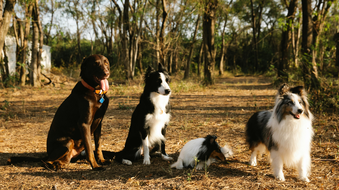 Rééduquer un chien adulte efficacement