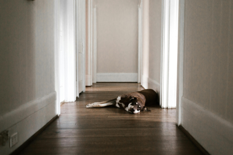 Rééduquer un chien trop indépendant