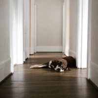 Rééduquer un chien trop indépendant