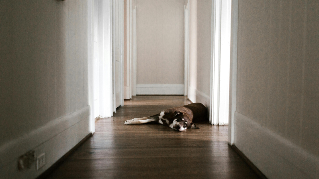 Rééduquer un chien trop indépendant