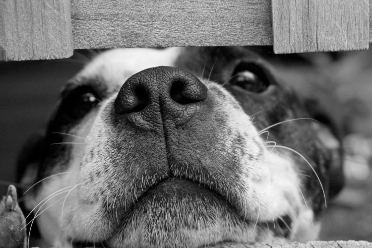 Stress chez le chien : reconnaître et apaiser