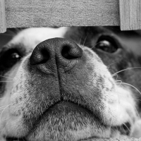 Stress chez le chien : reconnaître et apaiser