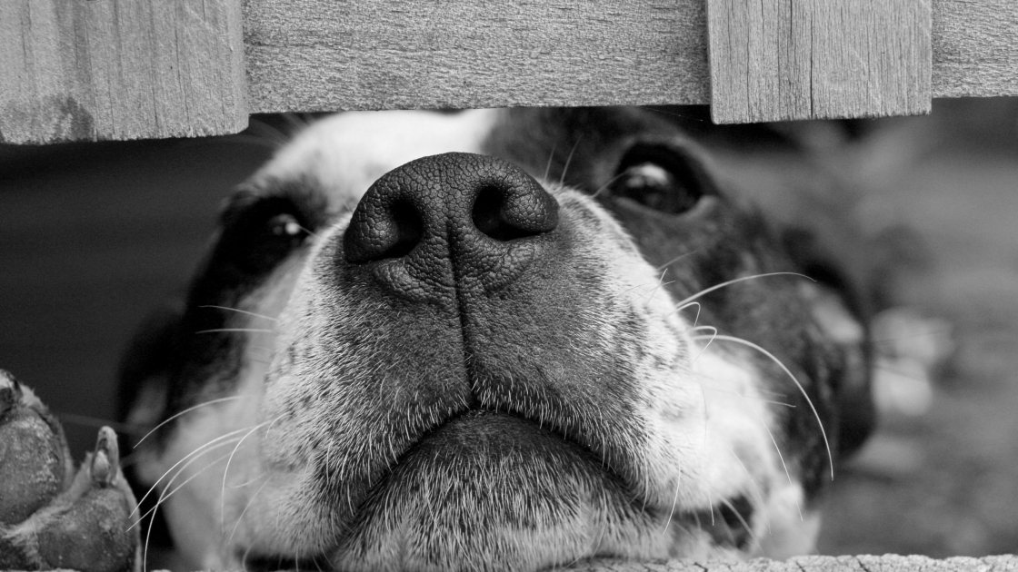 Stress chez le chien : reconnaître et apaiser