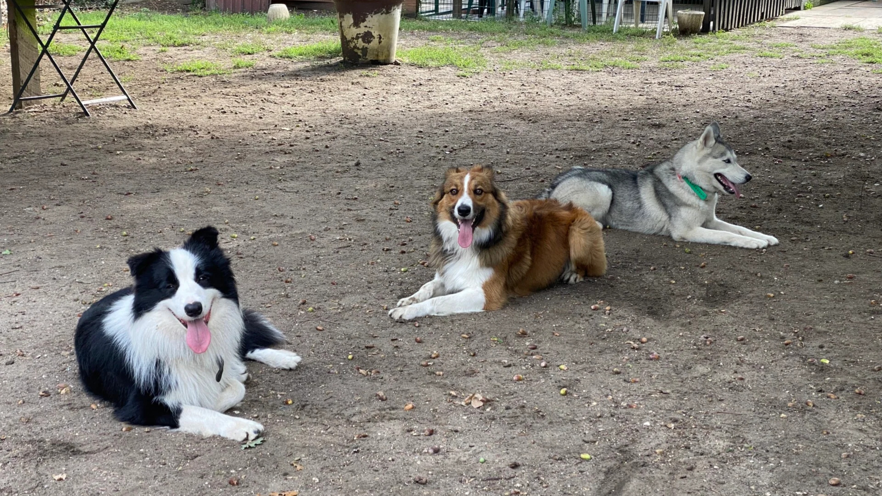 Allo Dressage Service - Allo ! Dressage Service, à Herblay, éduque depuis 30 ans les chiens les plus compliqués, en alliant obéissance et respect du tempérament naturel.
